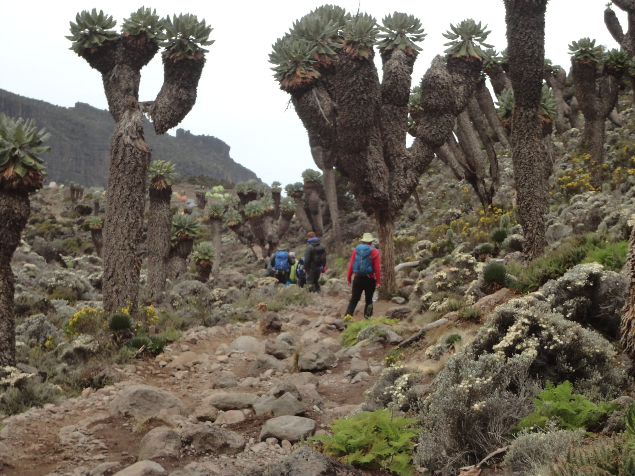 Beautiful Ground Cell Trees on Kilimanjaro