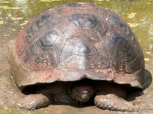 Giant Turtle on Santa Cruz island.